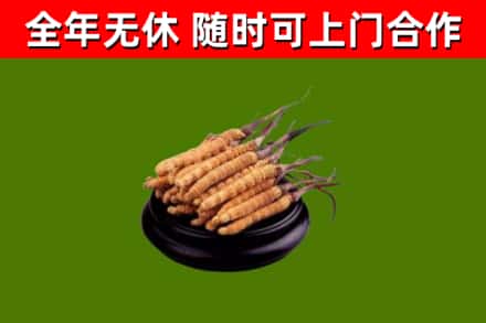 轮台烟酒回收冬虫夏草.jpg