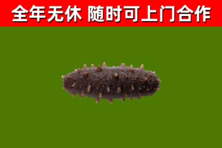 轮台烟酒回收干海参.jpg